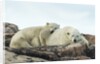 Polar Bear and Cub Resting along Hudson Bay, Nunavut, Canada by Anonymous