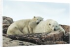 Polar Bear and Cub Resting along Hudson Bay, Nunavut, Canada by Anonymous