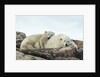 Polar Bear and Cub Resting along Hudson Bay, Nunavut, Canada by Anonymous