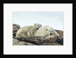 Polar Bear and Cub Resting along Hudson Bay, Nunavut, Canada by Anonymous
