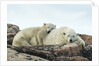 Polar Bear and Cub Resting along Hudson Bay, Nunavut, Canada by Anonymous
