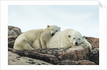 Polar Bear and Cub Resting along Hudson Bay, Nunavut, Canada by Anonymous