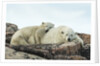 Polar Bear and Cub Resting along Hudson Bay, Nunavut, Canada by Anonymous