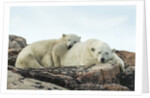 Polar Bear and Cub Resting along Hudson Bay, Nunavut, Canada by Anonymous