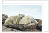 Polar Bear and Cub Resting along Hudson Bay, Nunavut, Canada by Anonymous
