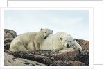 Polar Bear and Cub Resting along Hudson Bay, Nunavut, Canada by Anonymous