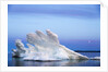Melting Sea Ice, Repulse Bay, Nunavut Territory, Canada by Anonymous