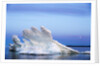 Melting Sea Ice, Repulse Bay, Nunavut Territory, Canada by Anonymous