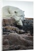 Polar Bear Sleeping along Hudson Bay, Nunavut, Canada by Anonymous