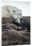 Polar Bear Sleeping along Hudson Bay, Nunavut, Canada by Anonymous