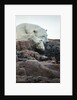 Polar Bear Sleeping along Hudson Bay, Nunavut, Canada by Anonymous