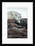 Polar Bear Sleeping along Hudson Bay, Nunavut, Canada by Anonymous