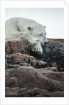 Polar Bear Sleeping along Hudson Bay, Nunavut, Canada by Anonymous