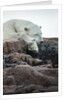 Polar Bear Sleeping along Hudson Bay, Nunavut, Canada by Anonymous