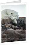 Polar Bear Sleeping along Hudson Bay, Nunavut, Canada by Anonymous
