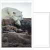 Polar Bear Sleeping along Hudson Bay, Nunavut, Canada by Anonymous