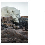 Polar Bear Sleeping along Hudson Bay, Nunavut, Canada by Anonymous