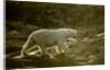 Polar Bear Walking along Hudson Bay, Nunavut, Canada by Anonymous