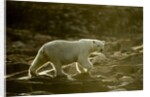 Polar Bear Walking along Hudson Bay, Nunavut, Canada by Anonymous