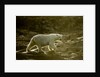Polar Bear Walking along Hudson Bay, Nunavut, Canada by Anonymous