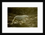 Polar Bear Walking along Hudson Bay, Nunavut, Canada by Anonymous