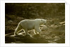 Polar Bear Walking along Hudson Bay, Nunavut, Canada by Anonymous