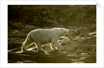 Polar Bear Walking along Hudson Bay, Nunavut, Canada by Anonymous