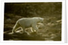 Polar Bear Walking along Hudson Bay, Nunavut, Canada by Anonymous