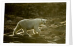 Polar Bear Walking along Hudson Bay, Nunavut, Canada by Anonymous
