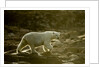 Polar Bear Walking along Hudson Bay, Nunavut, Canada by Anonymous