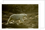 Polar Bear Walking along Hudson Bay, Nunavut, Canada by Anonymous