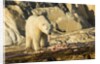Polar Bear Feeding on Beluga Whale along Hudson Bay, Nunavut, Canada by Anonymous