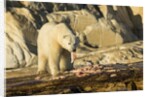 Polar Bear Feeding on Beluga Whale along Hudson Bay, Nunavut, Canada by Anonymous