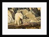 Polar Bear Feeding on Beluga Whale along Hudson Bay, Nunavut, Canada by Anonymous