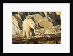 Polar Bear Feeding on Beluga Whale along Hudson Bay, Nunavut, Canada by Anonymous