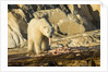 Polar Bear Feeding on Beluga Whale along Hudson Bay, Nunavut, Canada by Anonymous