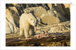 Polar Bear Feeding on Beluga Whale along Hudson Bay, Nunavut, Canada by Anonymous