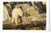 Polar Bear Feeding on Beluga Whale along Hudson Bay, Nunavut, Canada by Anonymous