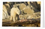 Polar Bear Feeding on Beluga Whale along Hudson Bay, Nunavut, Canada by Anonymous