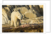 Polar Bear Feeding on Beluga Whale along Hudson Bay, Nunavut, Canada by Anonymous