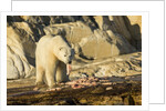 Polar Bear Feeding on Beluga Whale along Hudson Bay, Nunavut, Canada by Anonymous