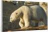 Polar Bear along Hudson Bay, Nunavut, Canada by Anonymous