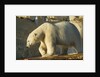 Polar Bear along Hudson Bay, Nunavut, Canada by Anonymous