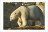 Polar Bear along Hudson Bay, Nunavut, Canada by Anonymous