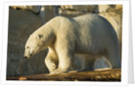 Polar Bear along Hudson Bay, Nunavut, Canada by Anonymous