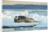 Bearded Seal, Nunavut Territory, CanadaBearded Seal on Sea Ice in Hudson Bay, Nunavut, Canada by Anonymous
