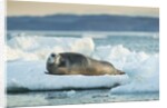 Bearded Seal, Nunavut Territory, CanadaBearded Seal on Sea Ice in Hudson Bay, Nunavut, Canada by Anonymous