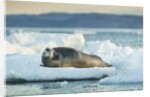 Bearded Seal, Nunavut Territory, CanadaBearded Seal on Sea Ice in Hudson Bay, Nunavut, Canada by Corbis