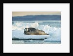 Bearded Seal, Nunavut Territory, CanadaBearded Seal on Sea Ice in Hudson Bay, Nunavut, Canada by Anonymous