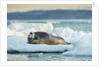 Bearded Seal, Nunavut Territory, CanadaBearded Seal on Sea Ice in Hudson Bay, Nunavut, Canada by Corbis